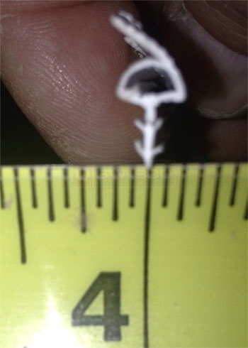 User submitted photo of their window seal