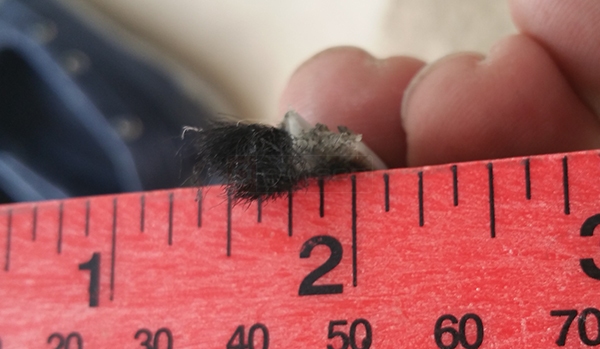 User submitted a photo of wool pile.