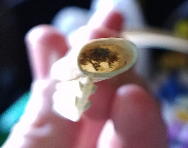User submitted a photo of bubble seal.