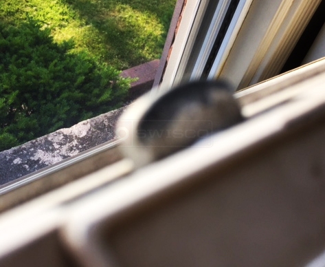 Window Lock Sash