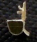 weatherseal