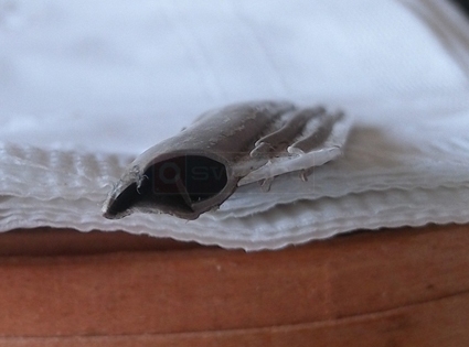 User submitted image of their weatherstripping.