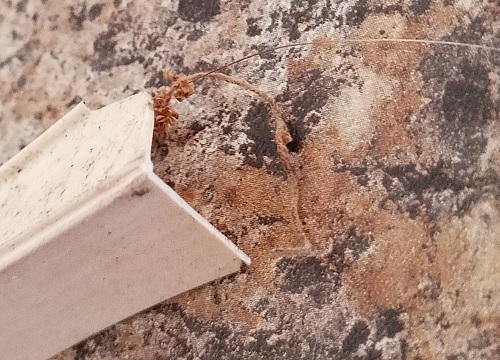 glazing bead