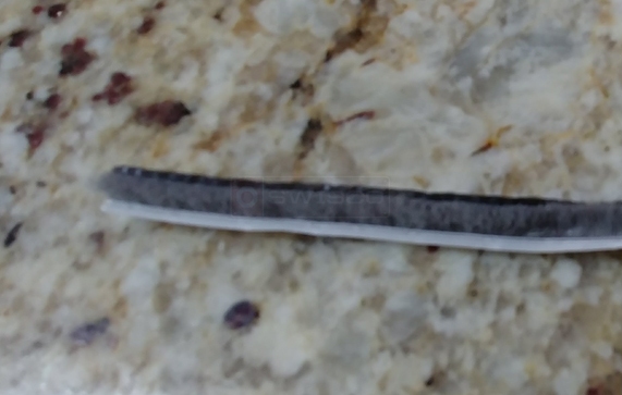 User submitted image of their weatherseal.
