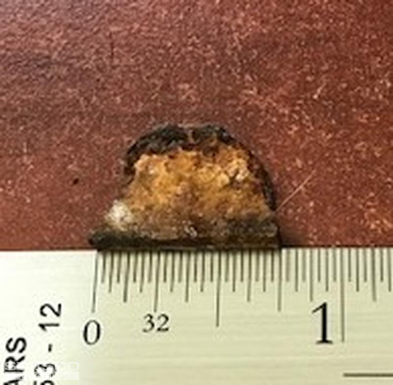Thumbnail of the uploaded file named three-quarter-inch-long.jpg