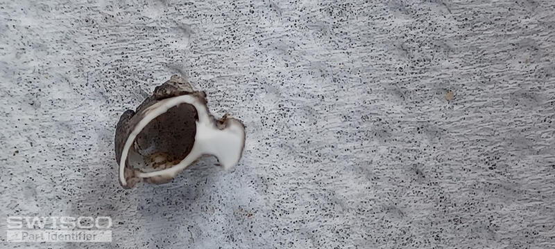 Weather Seal