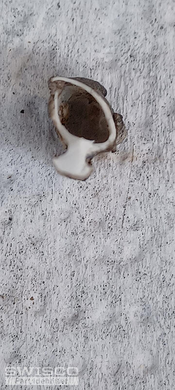 Bubble Seal