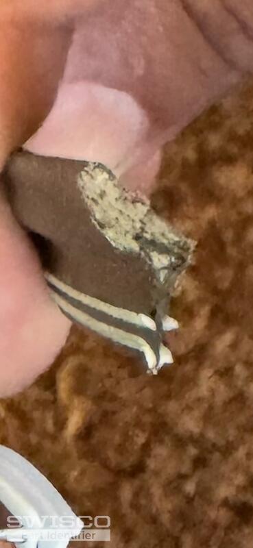 foam seal